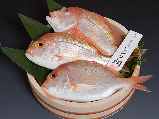 調理用レンコ鯛